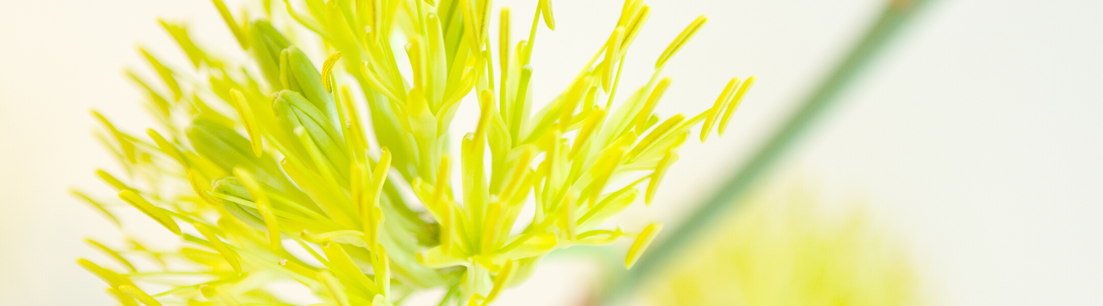 ローズレディースクリニックからのお知らせ